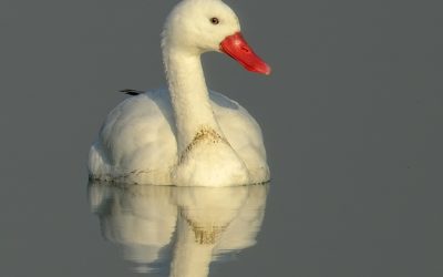 Cisne Coscoroba