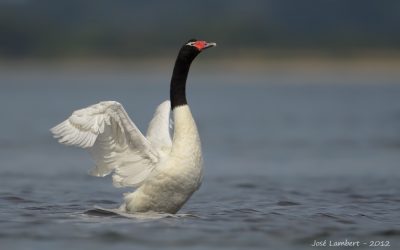 Cisne cuello negro