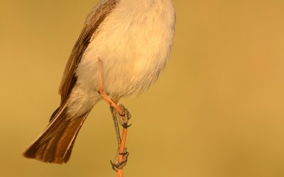 Dormilona Nuca Rojiza