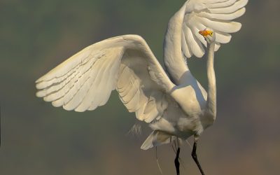 Garza Grande