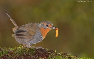 Chucao - Scelorchilus rubecula rubecula