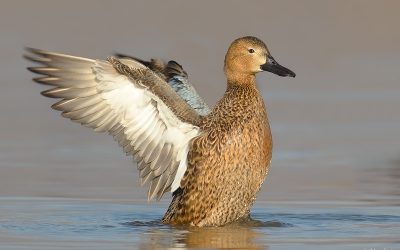 pato cuchara hembra