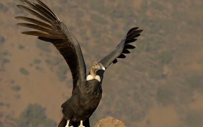 Condor Hembra