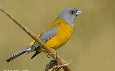 Cometocino Patagónico