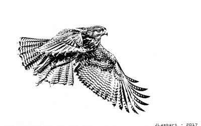 Aguilucho juvenil