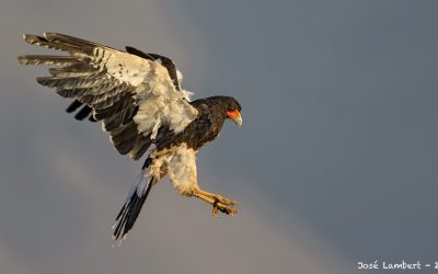 Carancho cordillerano - Phalcoboenus megalopterus