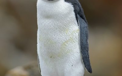 Pinguino de penacho amarillo