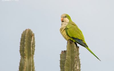 Cotorra Argentina