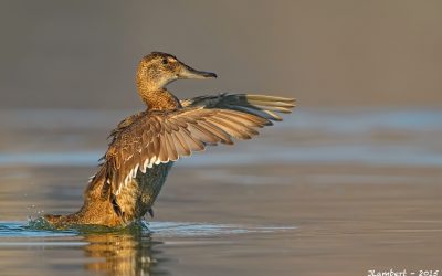 Pato Rinconero hembra - Heteronetta atricapilla