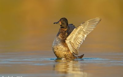 Pato Rinconero macho - Heteronetta atricapilla