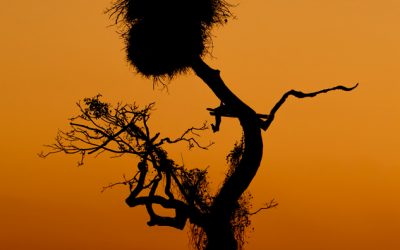 Pantanal - Nidos Jaribú