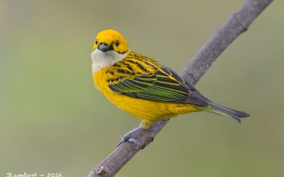 silver throated tanager