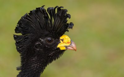 great-curassow-male