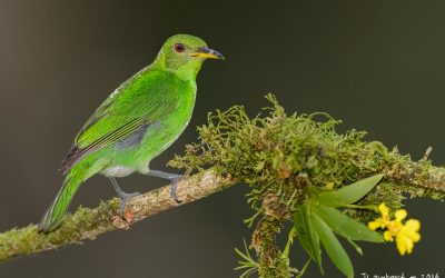 green-honey-creeper-female