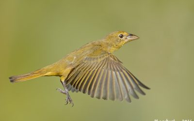 summer tanager female