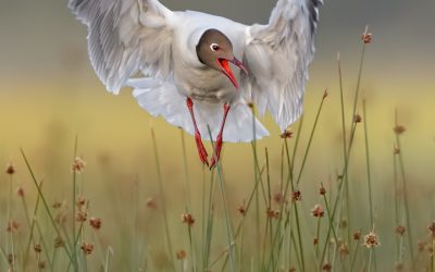 Gaviota Cahuil