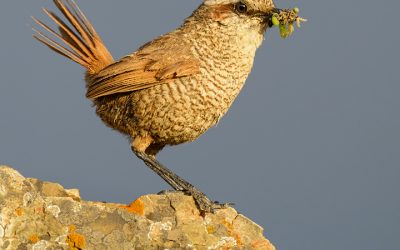 Tapaculo