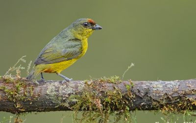 olive-backed-euphonia_female