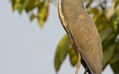 faciated-tiger-heron