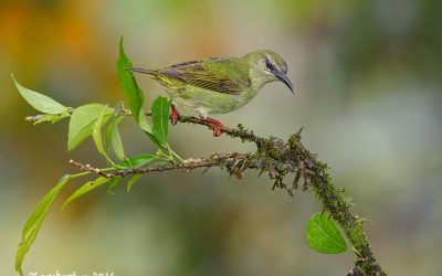 red-legged-honeycreeper