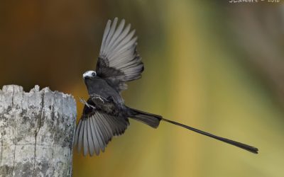 Long-tailed Tyrant