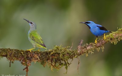 shinning honeycreeper couple