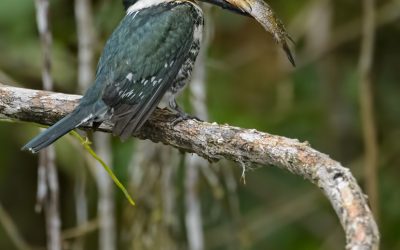 green-kingfisher