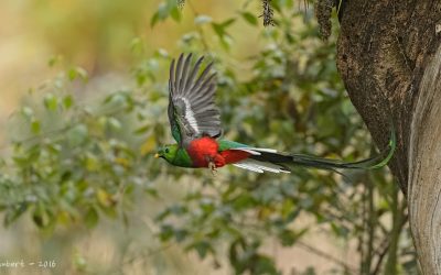 Quetzal