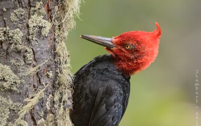 Carpintero Negro Macho