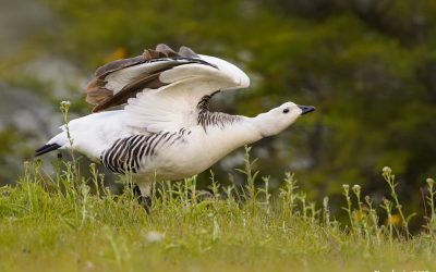 Caiquén macho- Chloephaga picta picta