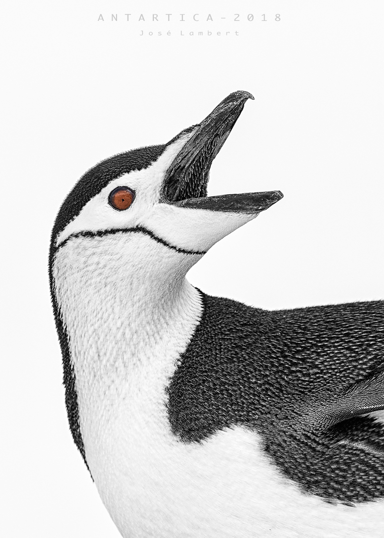 23 de Octubre. Pingüino  de Barbijo.
