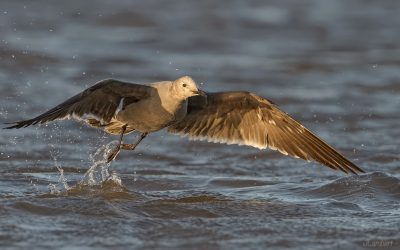 Gaviota garuma