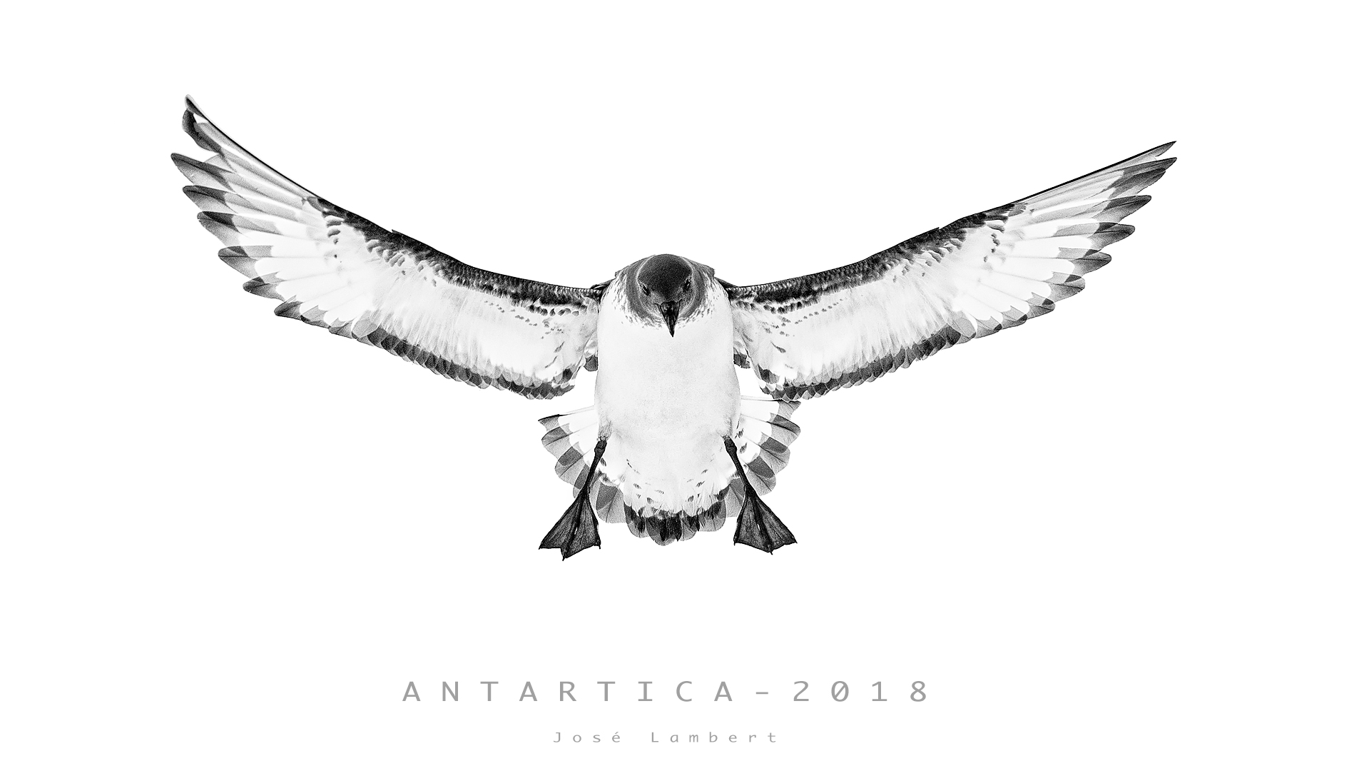 16 Octubre. Petrel Moteado.