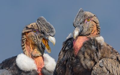 Condor macho