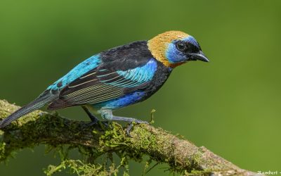 golden-hooded-tanager
