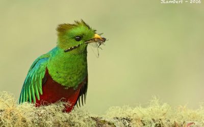 Quetzal