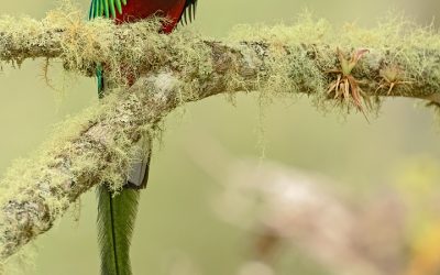 Quetzal