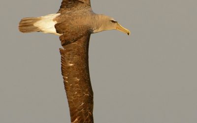 Albatros de frente  blanca
