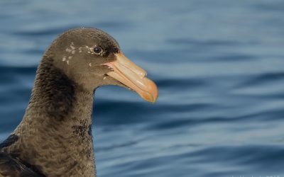 Petrel gigante subantartico