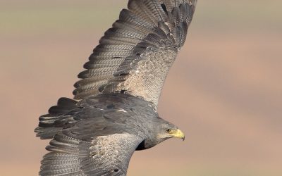 Aguila Adulta