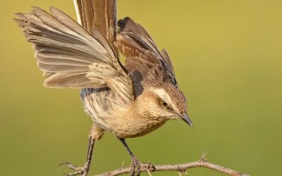 Tenca- Mimus thenca
