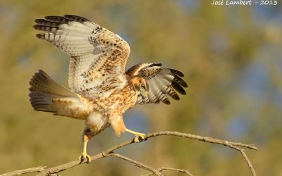 Aguilucho  Juvenil- Buteo polyosoma