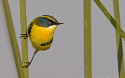 Siete Colores