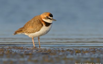 Chorlo de collar - Charadius collaris