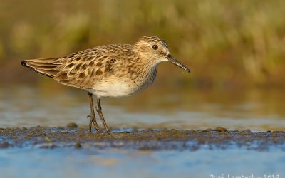 Playero de Baird - Calidris bairdii