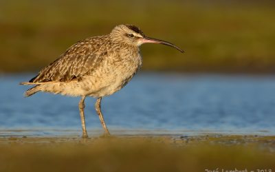 Zarapito - Numenius phaeopus hudsonicus