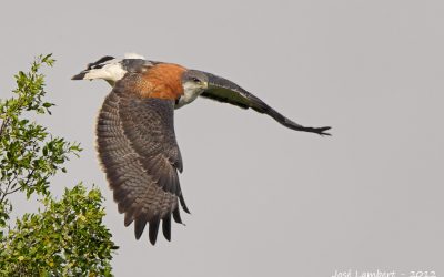 Aguilucho Hembra
