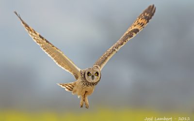 Nuco - Asio flammeus