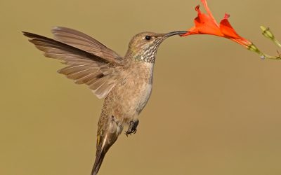 Picaflor cordillerano