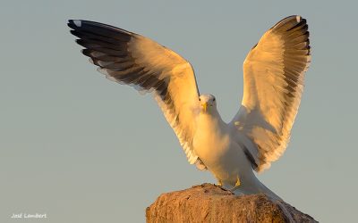 Gaviota dominicana - Larus dominicanus